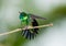 Beautiful glittering hummingbird doing a body stretch
