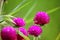 Beautiful globe amaranth flower fresh in nature