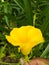 Beautiful glorious flower with yellow pigmented petal.