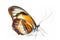 Beautiful Glory of Bhutan or Goliath butterfly isolated on a white background. Side view