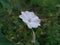 beautiful glory morning flowers and natural background