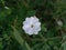 beautiful glory morning flowers and natural background