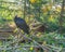 Beautiful glossy black bald northern hermit ibis sitting in a tree on a branch beautiful endangered desert bird portrait