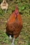 Beautiful Glossy Brown and Black Flecked Rooster