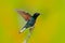 Beautiful glossy and glittering bird in the nature habitat, Ecuador. Velvet-purple Coronet, Boissonneaua jardini, dark blue and bl