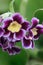 Beautiful gloxinia flowers on a green field.