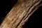 Beautiful gnarled treetrunk showing bark detail against dark background