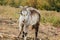 A beautiful goat with a beard and large round horns grazing in the garden. animal protection concept