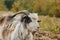 A beautiful goat with a beard and large round horns grazing in the garden. animal protection concept