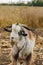 A beautiful goat with a beard and large round horns grazing in the garden. animal protection concept