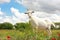 Beautiful goat in field. Animal husbandry