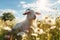 Beautiful Goat Grazing Peacefully on a Vibrant Sunny Meadow on a Bright Summer Day