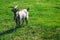 Beautiful goat on a leash grazes on a green meadow