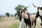 Beautiful goat profile with large horns