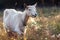 Beautiful goat in a shining meadow
