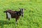 A beautiful goat stands on a spring green meadow with dandelions on a clear sunny day