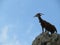 Beautiful goats in freedom eating grass of the field and the mountain