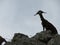 Beautiful goats in freedom eating grass of the field and the mountain