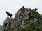 Beautiful goats in freedom eating grass of the field and the mountain