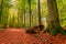 Beautiful and gold path in the forest, Poland