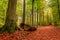 Beautiful gold path in green forest, Poland