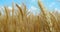 Beautiful gold wheat spike trembling in the wind, colorful footage, 4k