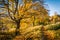 Beautiful, golden autumn scenery with trees and golden leaves in the sunshine in Scotland