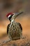 Beautiful golden back woodpecker bird picture