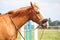 Beautiful golden chestnut horse portrait