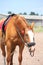 Beautiful golden chestnut horse portrait