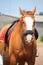 Beautiful golden chestnut horse portrait