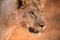 A beautiful golden close up portrait head-shot of a walking female lioness