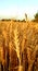 A beautiful golden coloured wheat with blurred background in nature