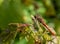 A beautiful golden dragonfly on a anemone plant. A wonderful Sympetrum flaveolum dragonfly resting on a leaf