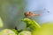 A beautiful golden dragonfly on a anemone plant. A wonderful Sympetrum flaveolum dragonfly resting on a leaf