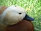 Beautiful Golden Duck with a Fly on head