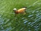 Beautiful Golden Duck swimming in the green lake water