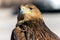 Beautiful golden eagle close-up