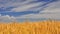 Beautiful golden field of a farm on a clear blue sky as a perfect background