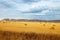 Beautiful golden field with hay sheaves and dark stormy sky