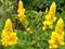 Beautiful golden flowers of Senna Alata with green leaves background.