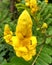 Beautiful golden flowers of Senna Alata with green leaves background.