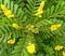 Beautiful golden flowers of Senna Alata with green leaves background.