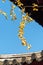 beautiful golden ginkgo with blue sky, and ancient roofing, under the sunshine of winter.