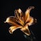 Beautiful golden lily flower isolated on black background close-up, gorgeous floral background,