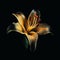 Beautiful golden lily flower isolated on black background close-up, gorgeous floral background,