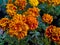 Beautiful golden marigold flowers plant with ports