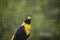 Beautiful golden myna bird stop on a branch in the cage