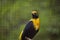 Beautiful golden myna bird stop on a branch in the cage