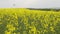 Beautiful golden rapeseed field